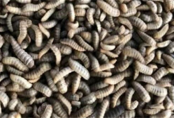 黑水虻养殖技术视频